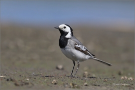 <p>KONIPAS BÍLÝ (Motacilla alba) /White wagtail - Bachstelze/</p>